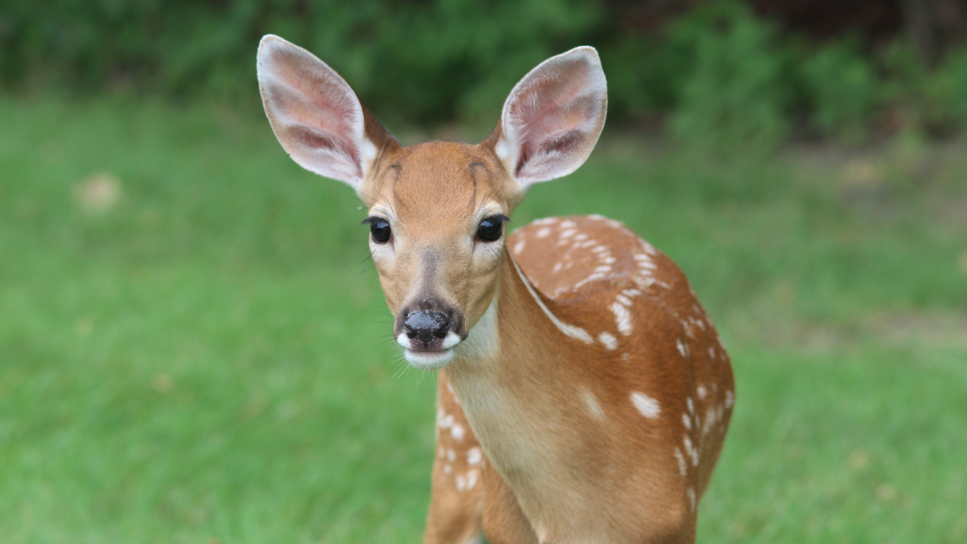 „Musik im Wildpark“