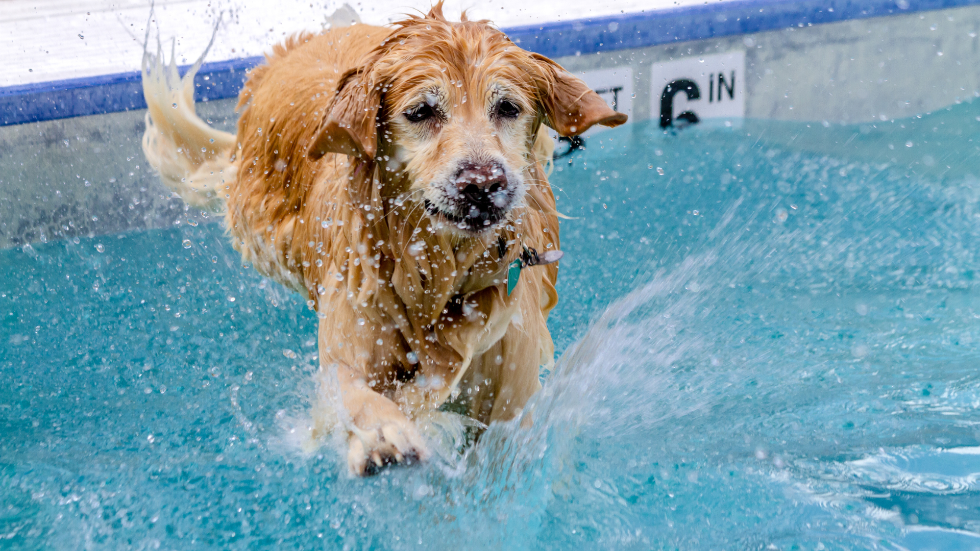 1. Hundebadetag im Inselbad Eisenhüttenstadt 