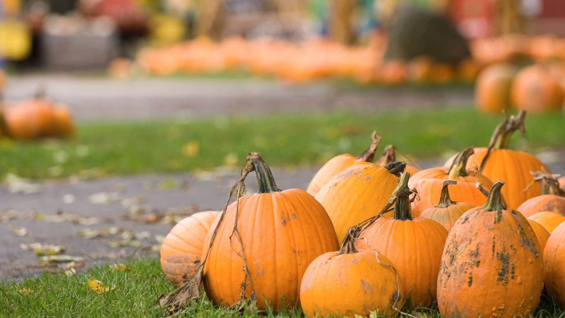 Herbstliches Kürbisfest und großer Baby- und Kinderflohmarkt 