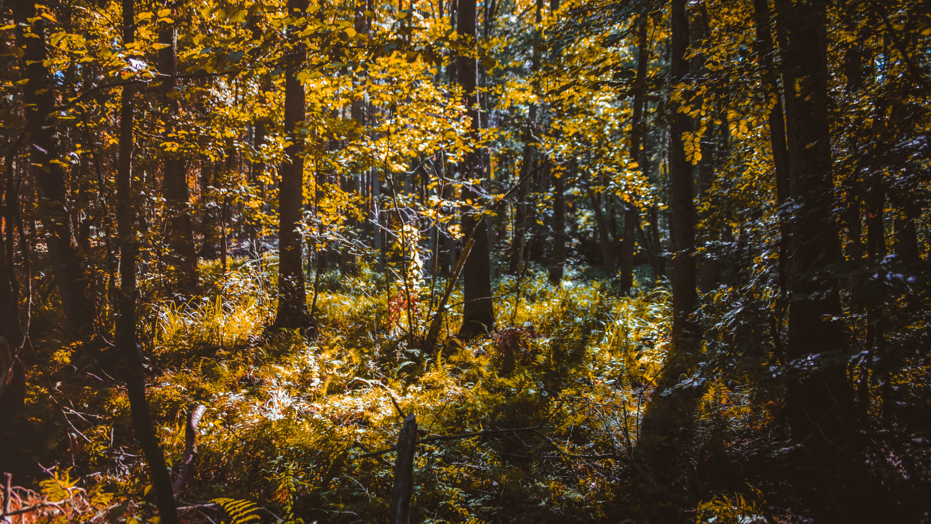 Wald in Brandenburg: Gute und schlechte Nachrichten für den Wald