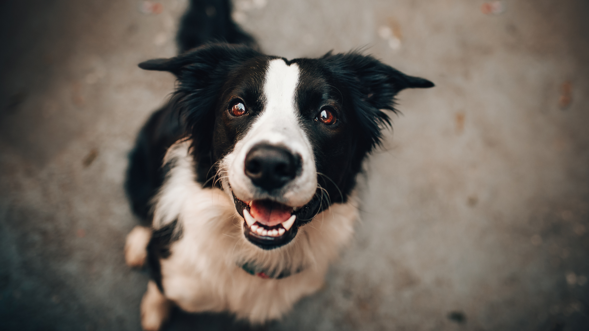 Anzeigepflicht für Hundehalter in Eisenhüttenstadt: Frist bis 31.01.2025 beachten!