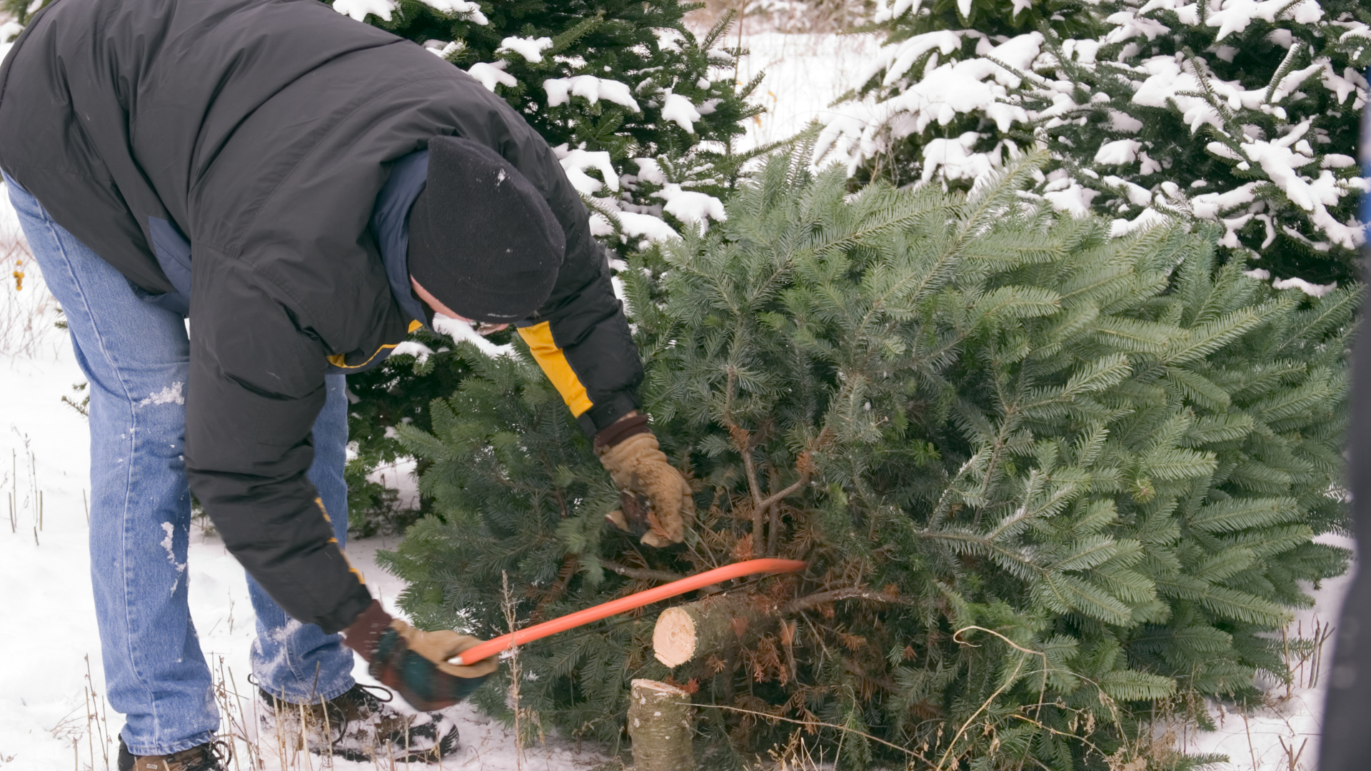 Tradionelles Weihnachtsbaumschlagen am Treppelplaster