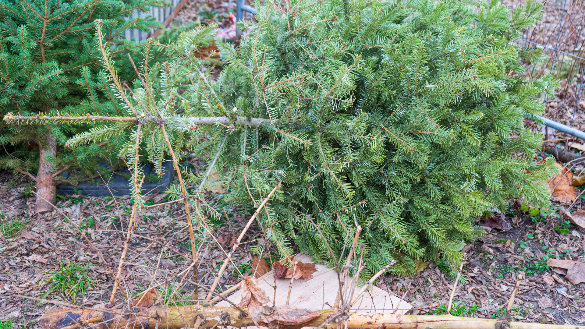 Weihnachtsbaumentsorgung in Erkner