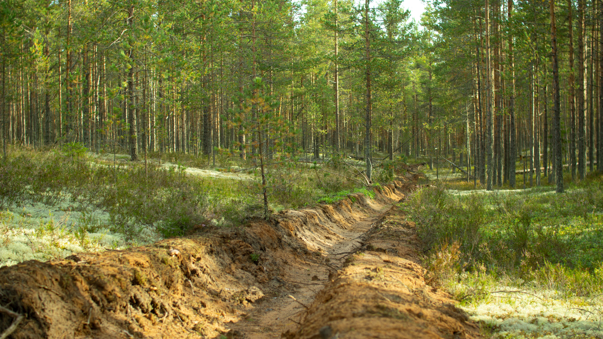 Vorbildlicher Waldbrandschutz in Neuzelle