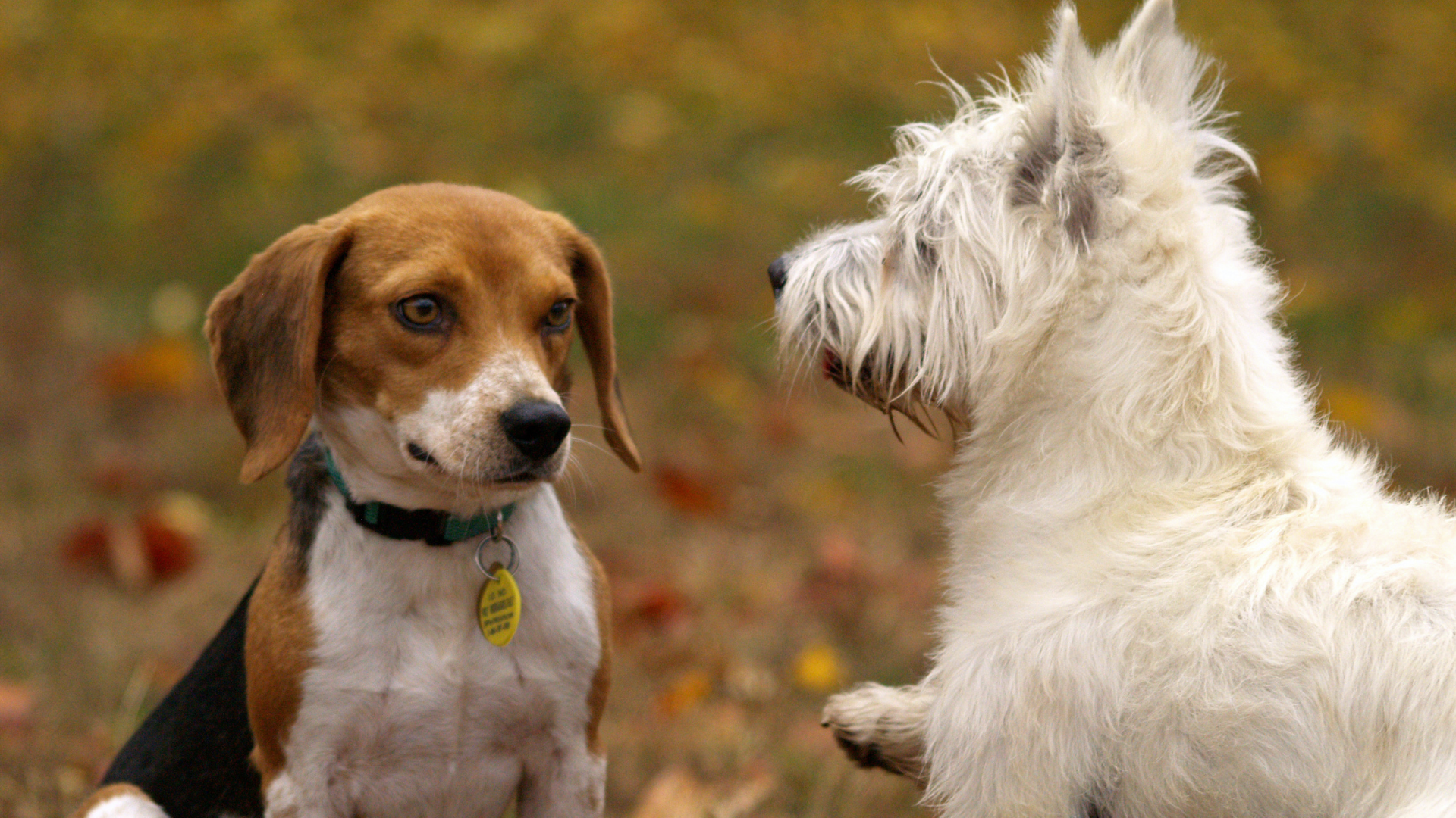 Durchsetzung der Hundehalterverordnung