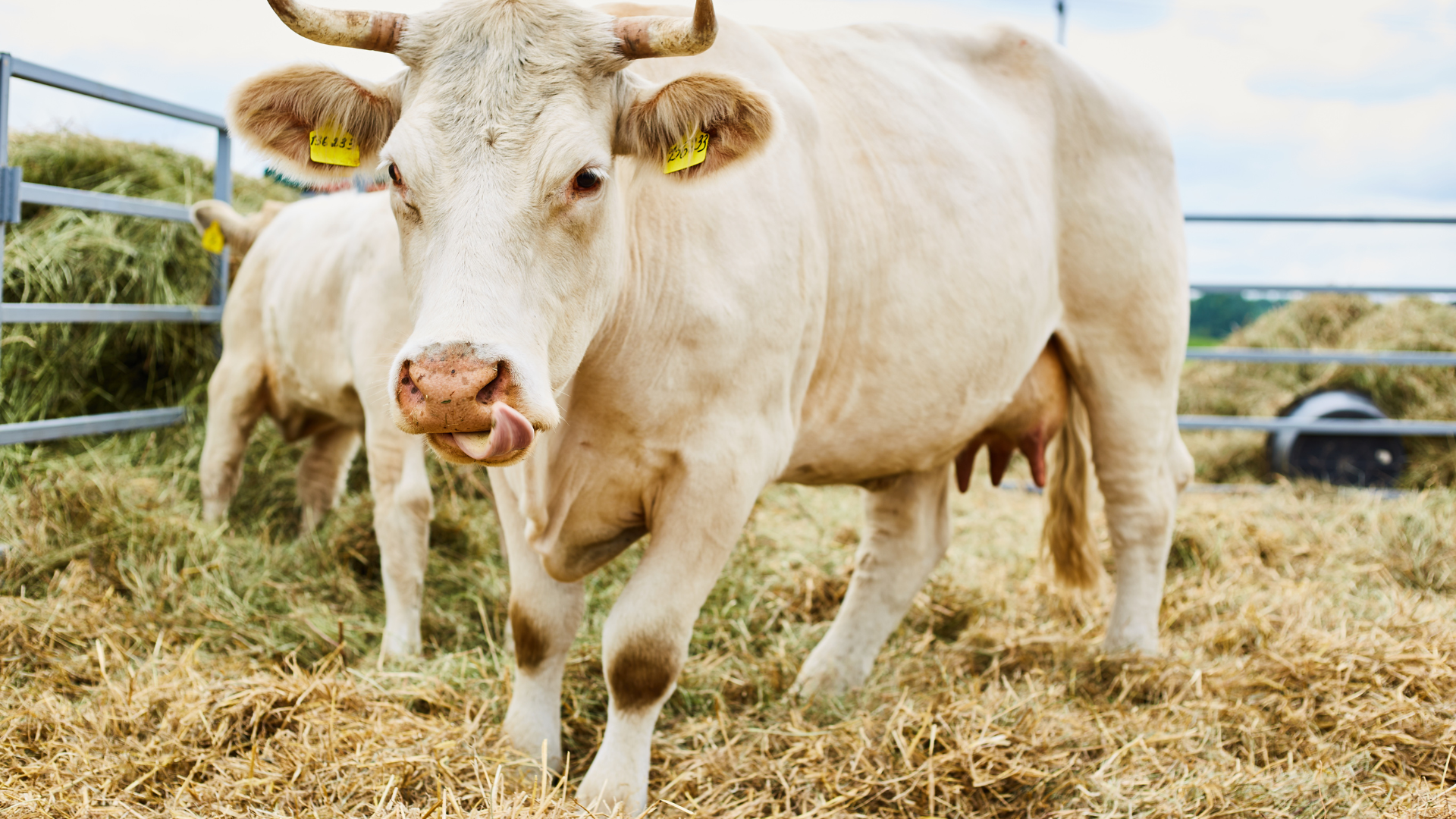 32. Brandenburgische Landwirtschaftsausstellung 