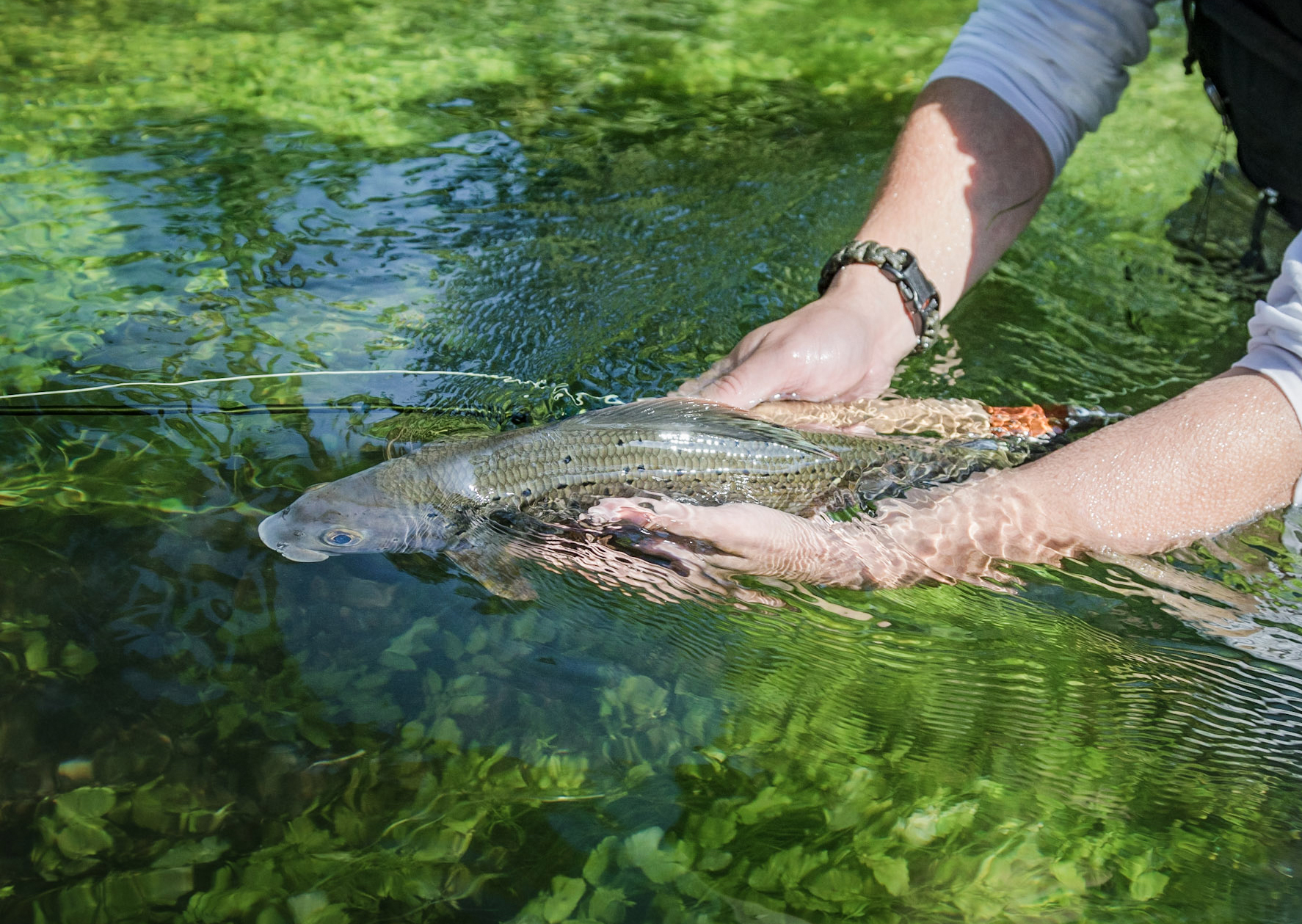 „Tag der Fische“ – Ein Fest für Flosse, Wasser und Vielfalt