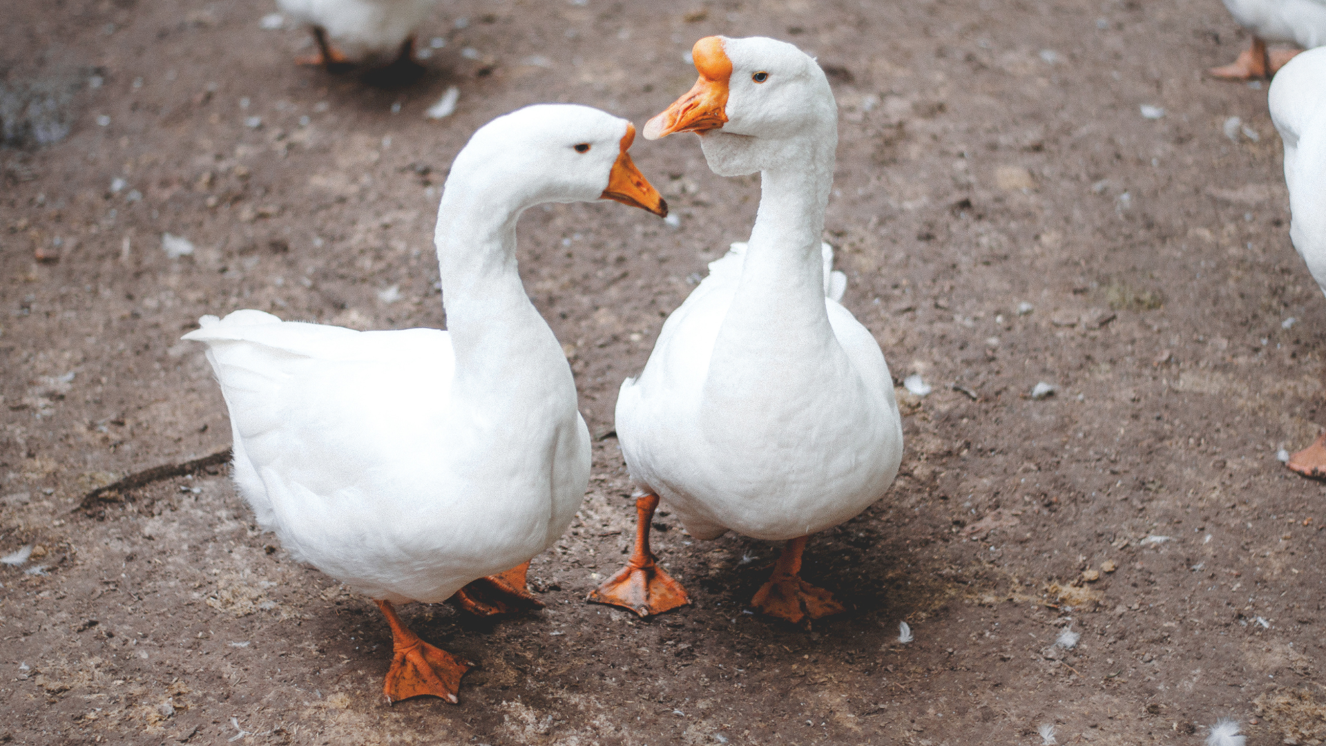 Geflügelpest im Nachbarkreis: Erhöhte Wachsamkeit in Oder-Spree gefordert