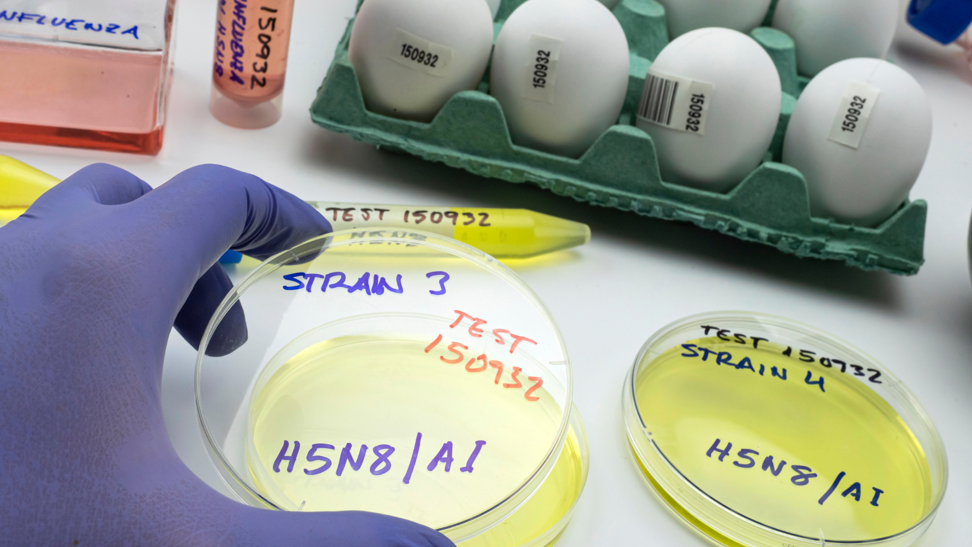 Geflügelpest in Brandenburg: Ministerium warnt vor neuen Fällen