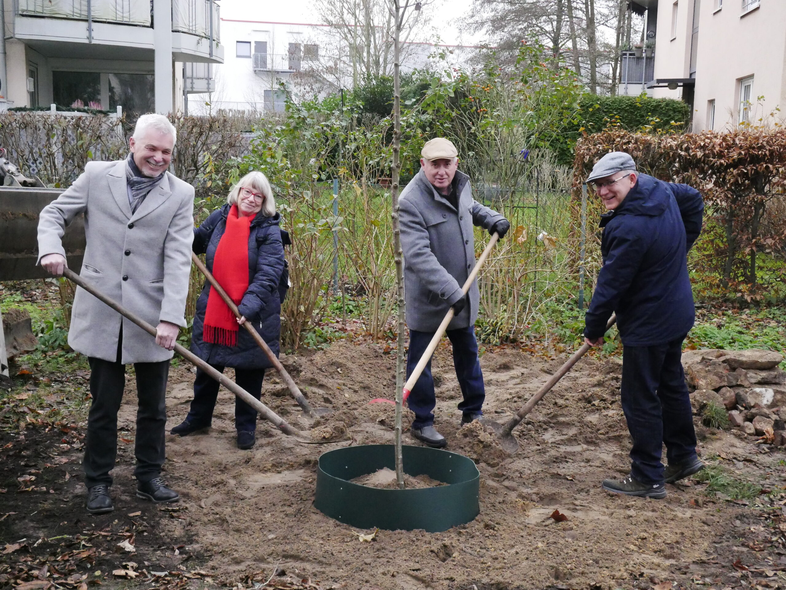 Elsbeere im Rathauspark zum AWO-Jubiläum gepflanzt