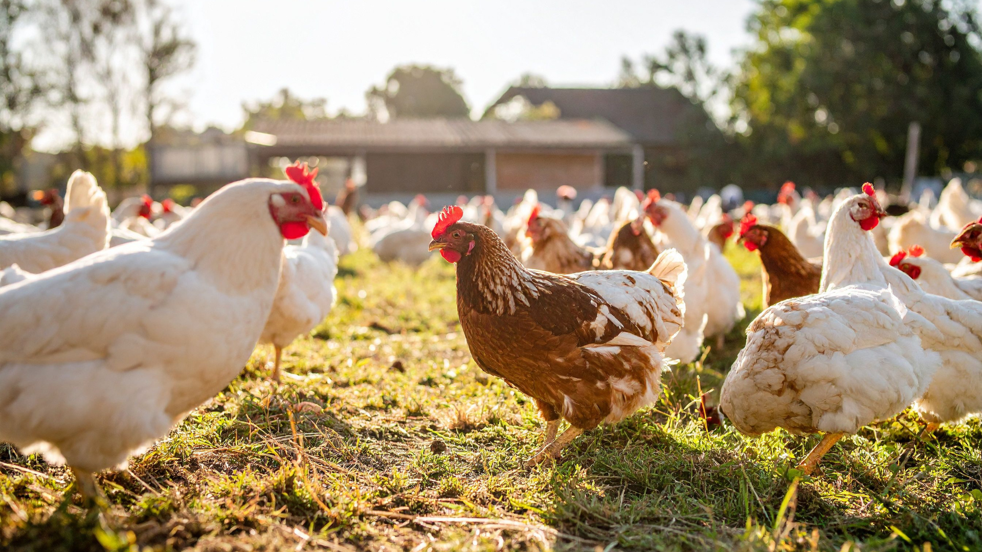 Vogelgrippe in Brandenburg: Unterstützung für Tierhalter und Dank an Helfer