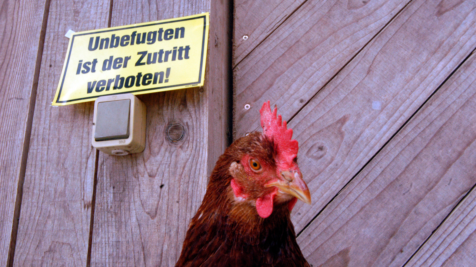 Geflügelpest breitet sich in Brandenburg weiter aus – Elfter Fall bestätigt