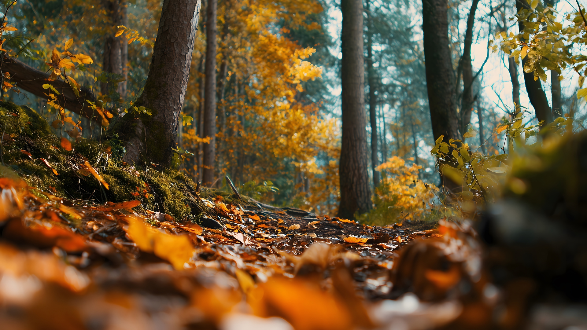 Digitale Werkzeuge für den Wald der Zukunft: Schulung in Beeskow zeigt neue Wege