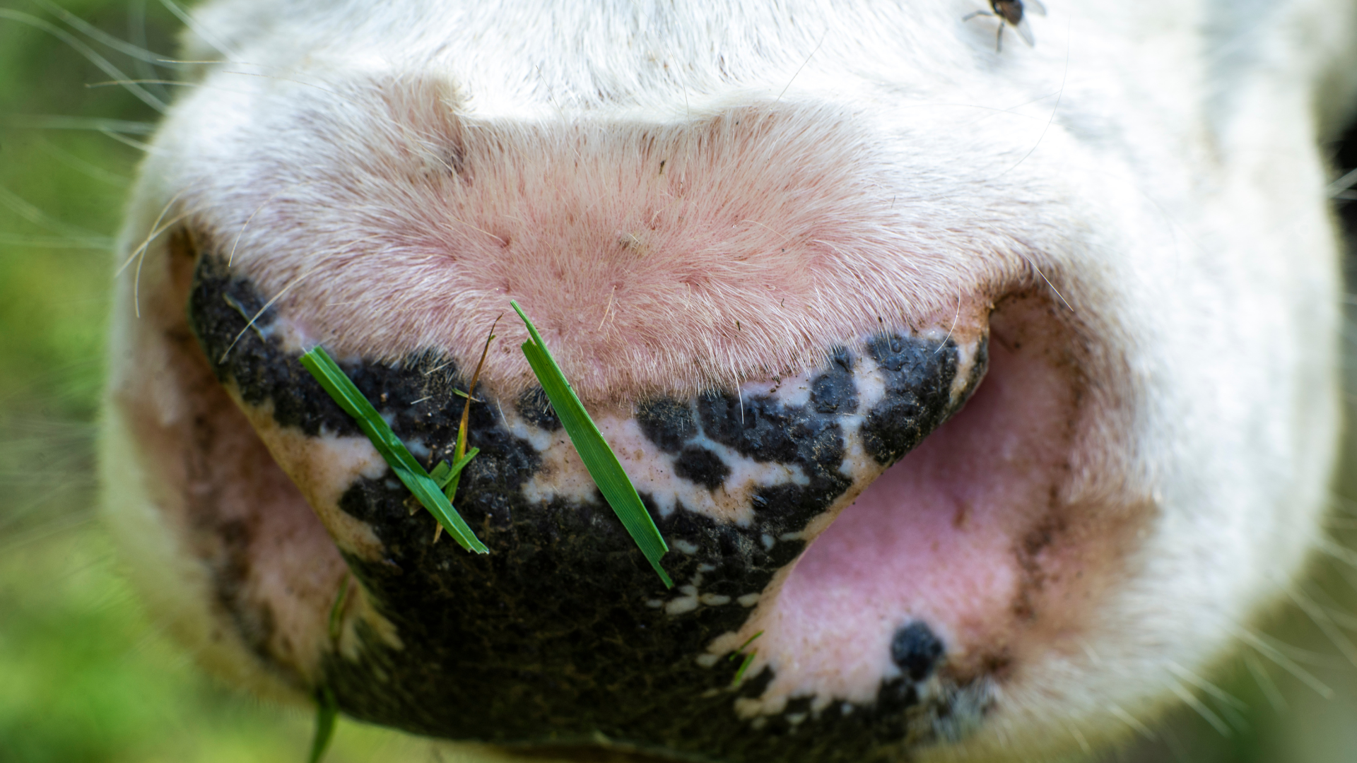 Blauzungenkrankheit: Ausbruch in Sachsen betrifft auch Brandenburg