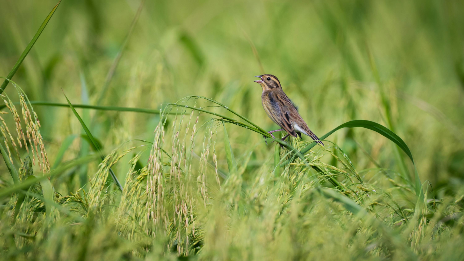Erstmals BANU-Zertifikatslehrgang Feldornithologie in Brandenburg