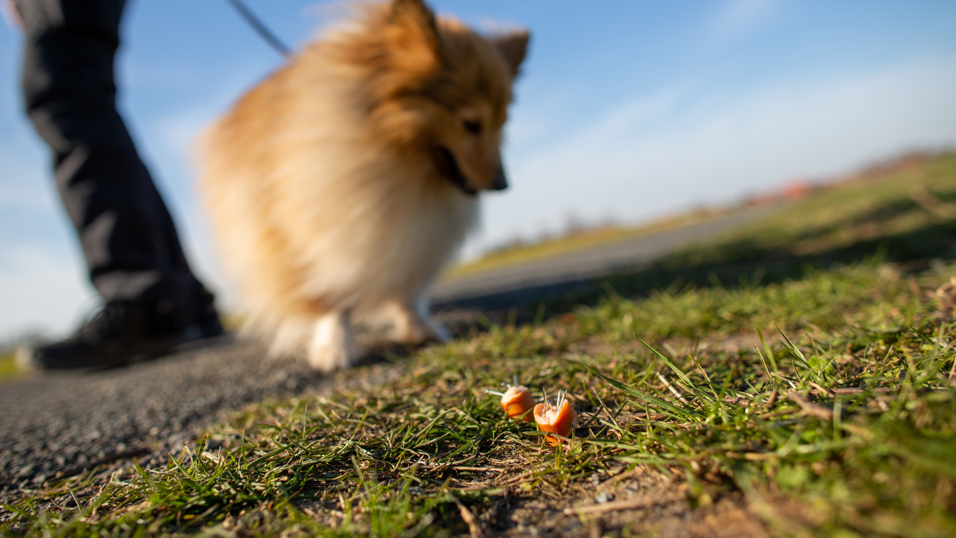 Verdacht auf Giftköder: Stadt Eisenhüttenstadt warnt Hundebesitzer