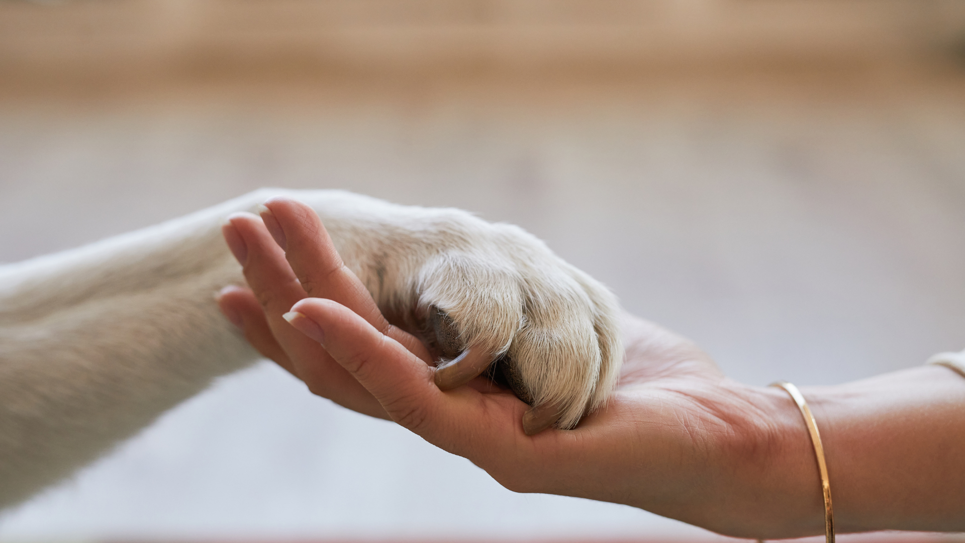 Gut abgesichert mit Haustier
