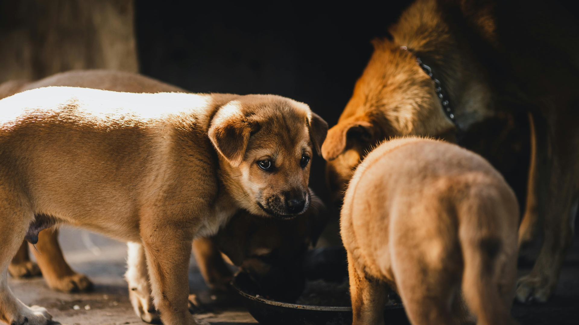 Vorsicht beim Haustierkauf: BVL warnt vor illegalem Handel mit Hunden und Katzen