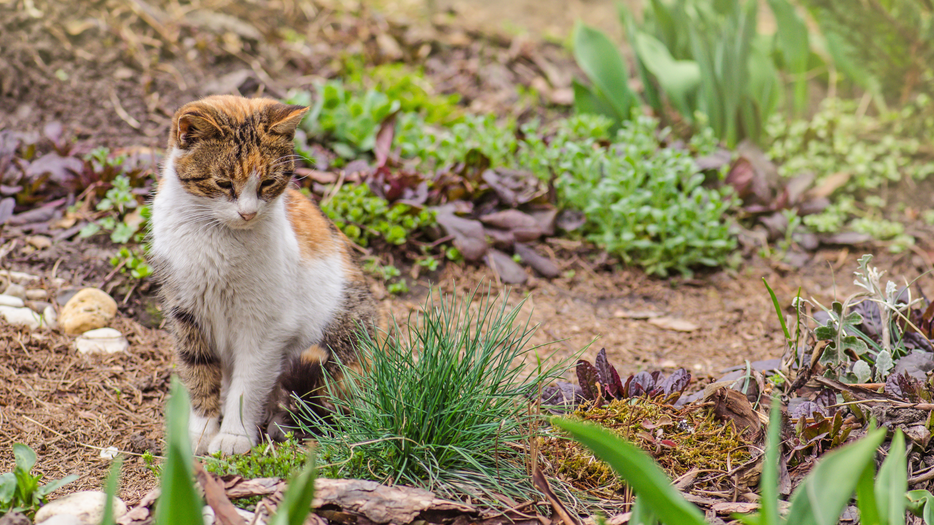 Brandenburg stockt Förderung für Katzenkastration deutlich auf – Anträge ab sofort möglich