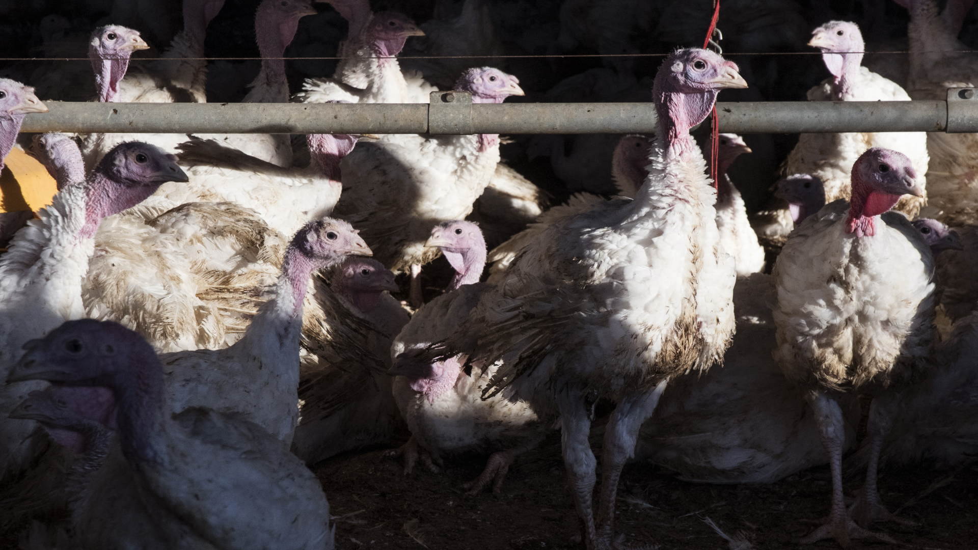 Newcastle-Krankheit: Tierseuche in Putenmastbetrieb im Landkreis Oder-Spree ausgebrochen