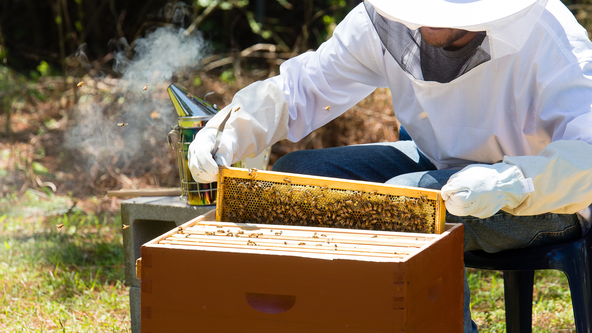 Brandenburg fördert Neu-Imker: Jetzt Zuschüsse für den Einstieg in die Bienenhaltung sichern