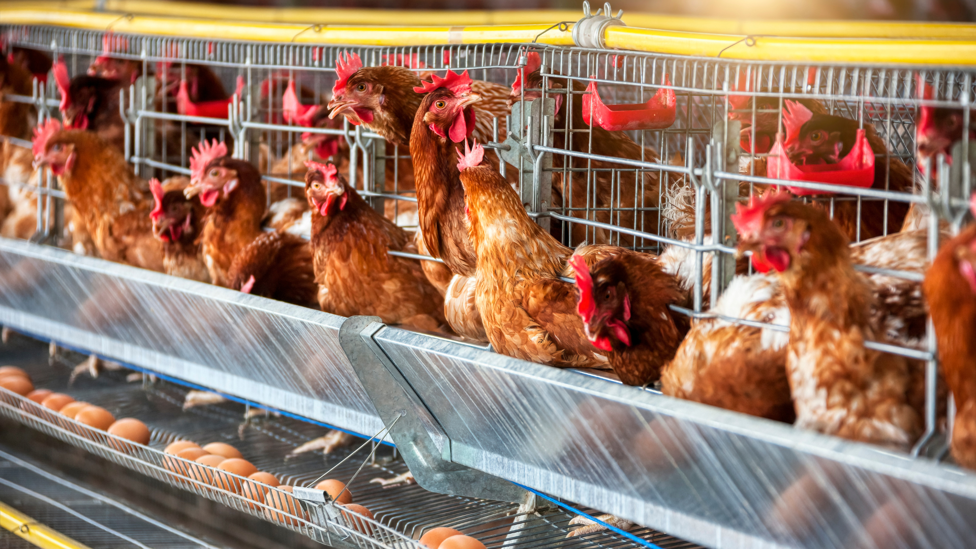 Newcastle-Krankheit in Legehennenbestand im Landkreis Oder-Spree bestätigt