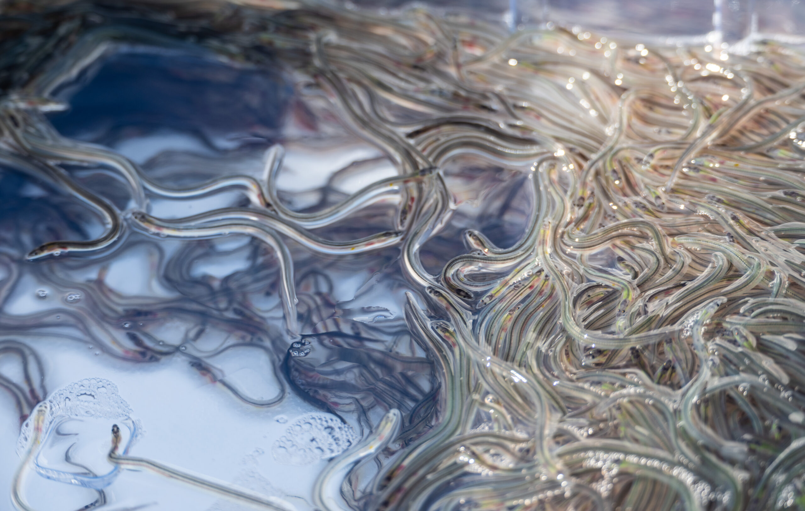 Über zwei Millionen Aale für Brandenburger Gewässer