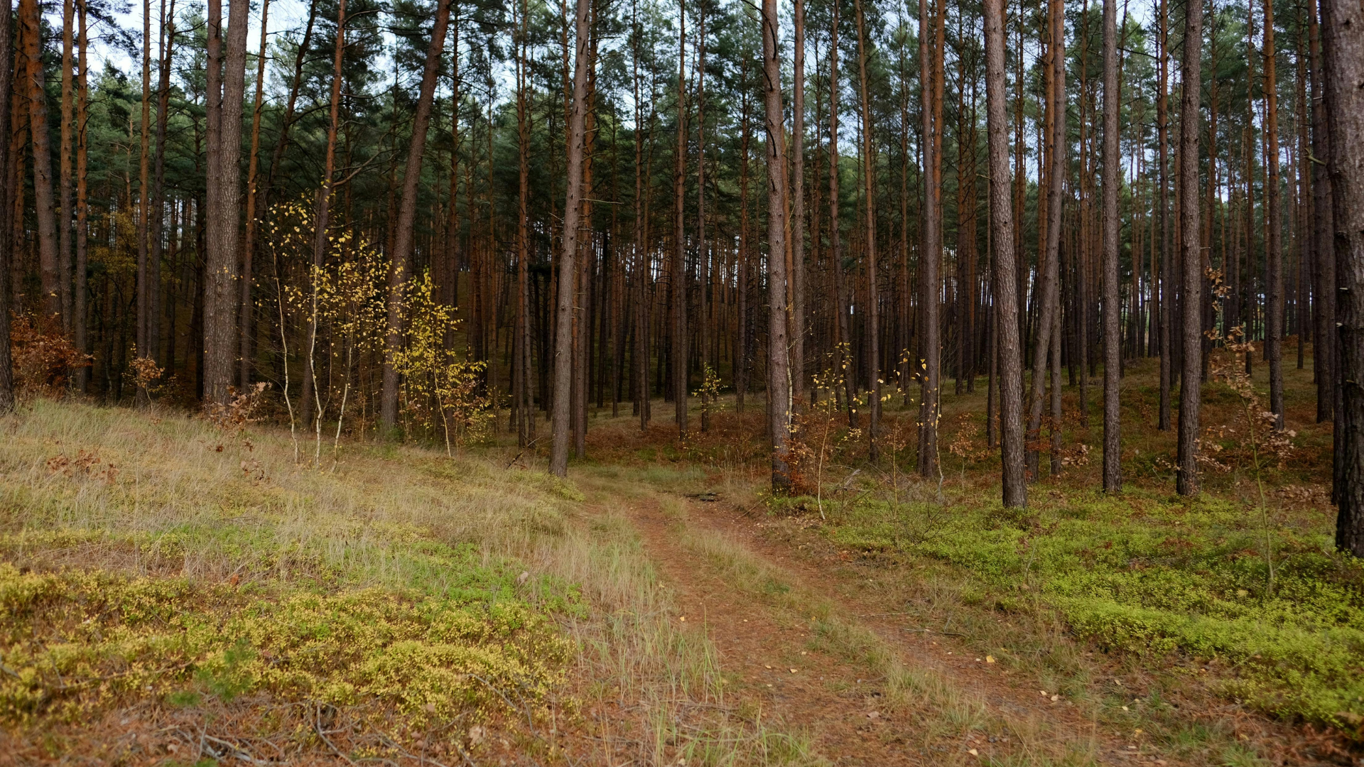 Brandenburg: Waldbrandsaison hat begonnen – Gefahrenstufe 3 bereits ausgerufen