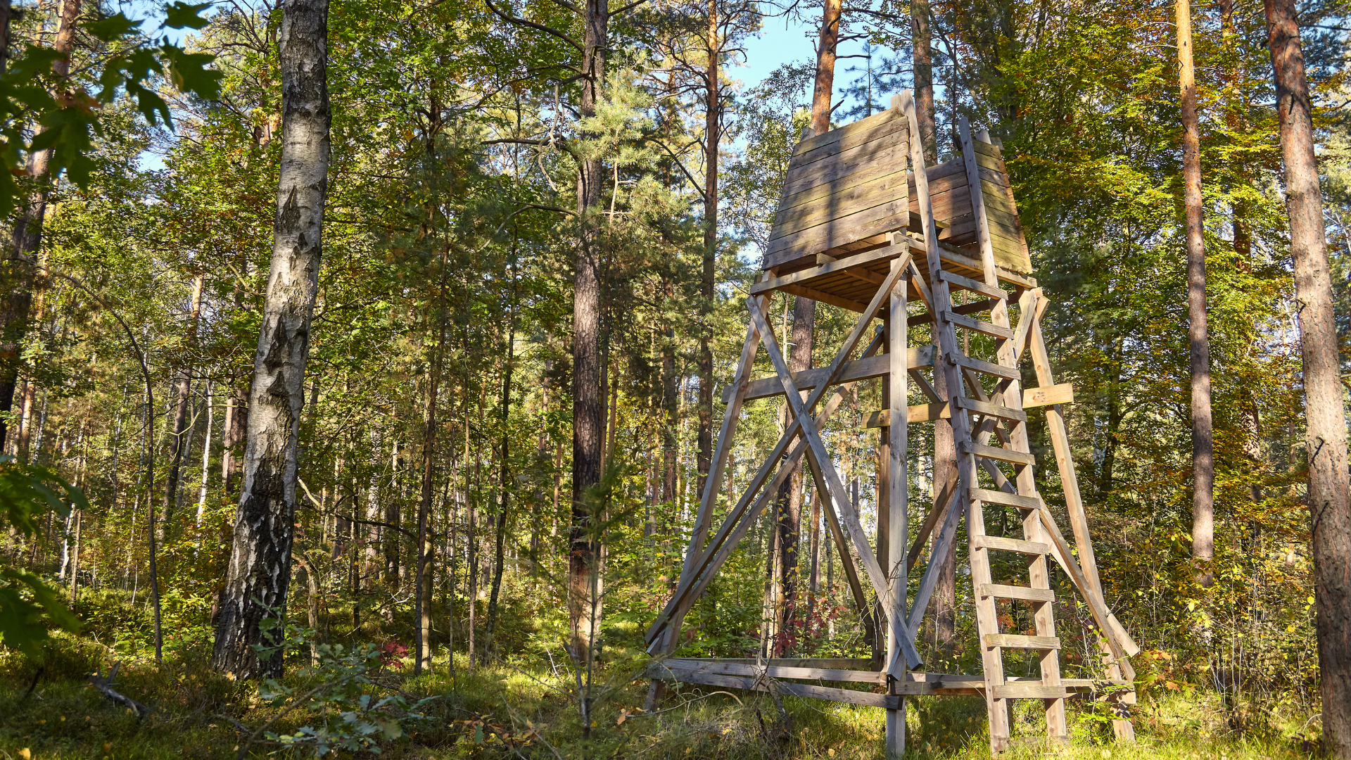 Jagdgesetz-Novelle: Ökologischer Jagdverein fordert Vorrang für den Waldumbau