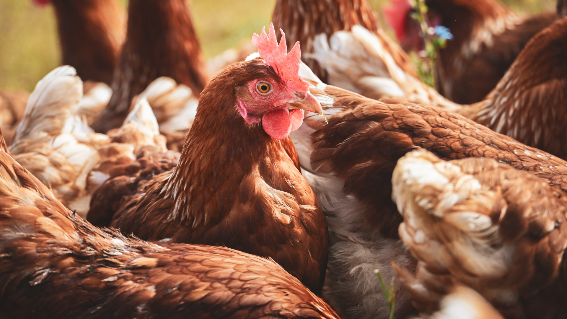 Wiederholter Ausbruch der Newcastle Disease im Landkreis Oder-Spree
