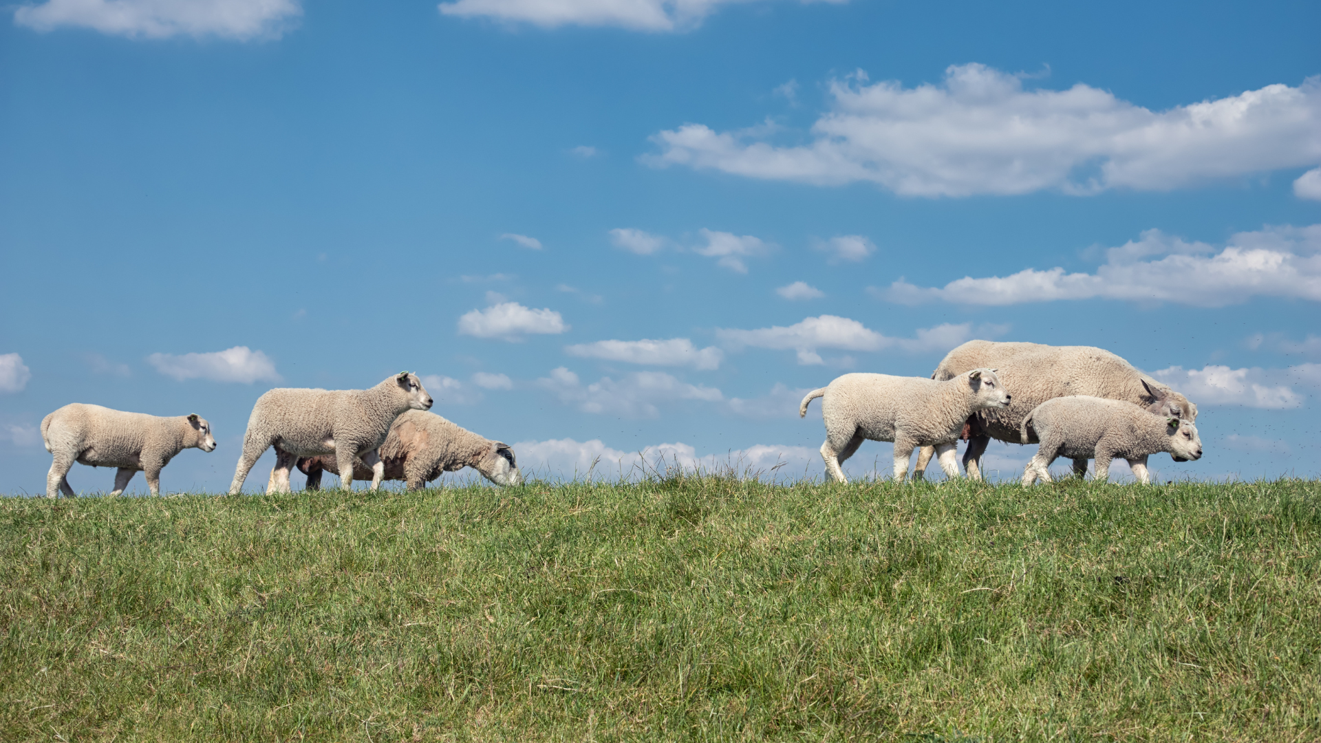 Beweidungstage 2026 – Schäfereien als Partner für Natur und Landschaft