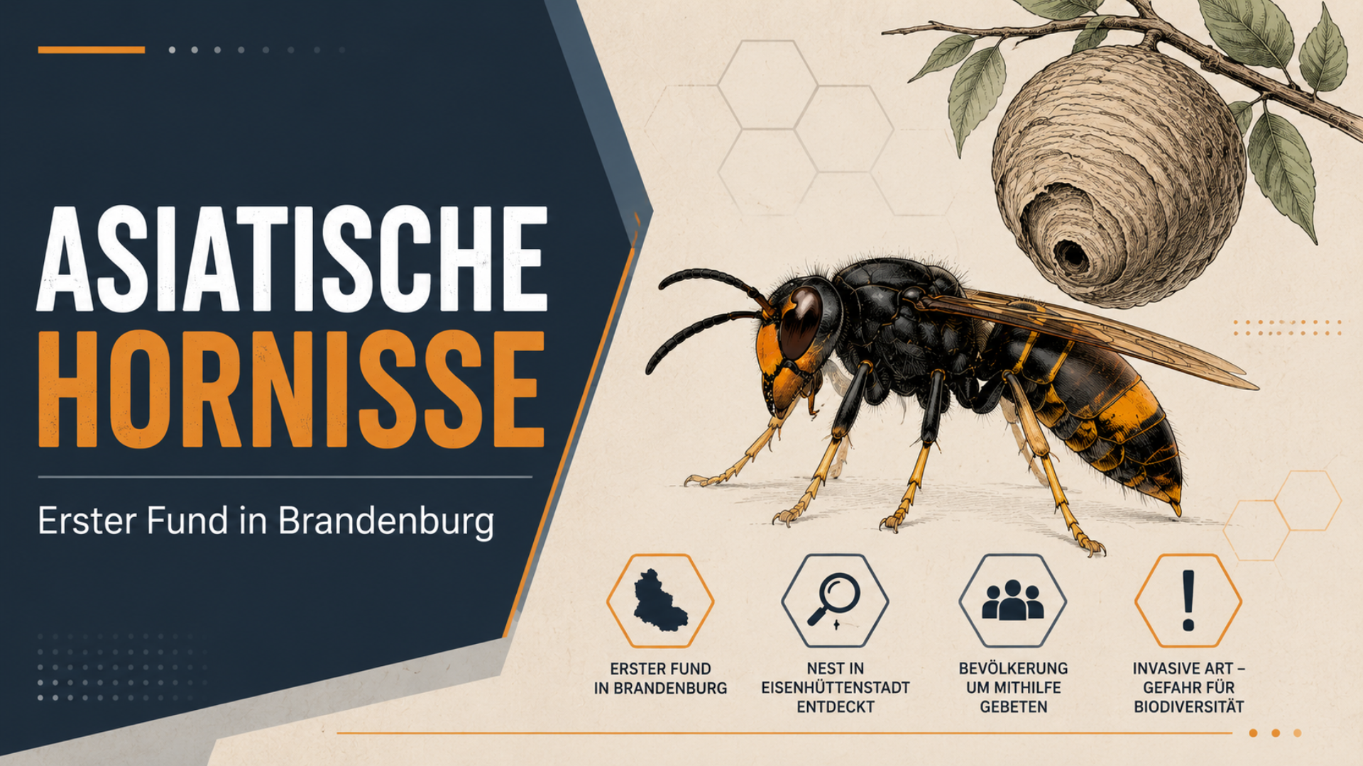 Erstes Nest der Asiatischen Hornisse in Brandenburg beseitigt
