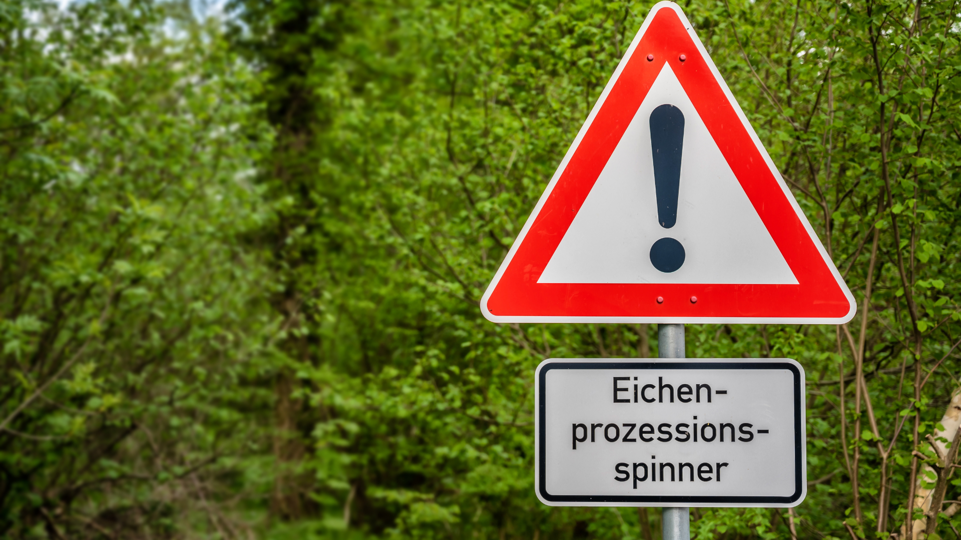 Eichenprozessionsspinner: Land sperrt ausgewählte Gewässer im Unterspreewald