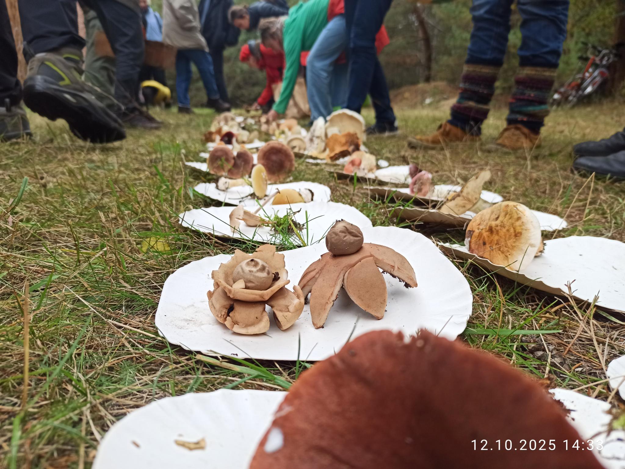 Gesammelte Pilze auf Papptellern bei der Pilzwanderung 2025